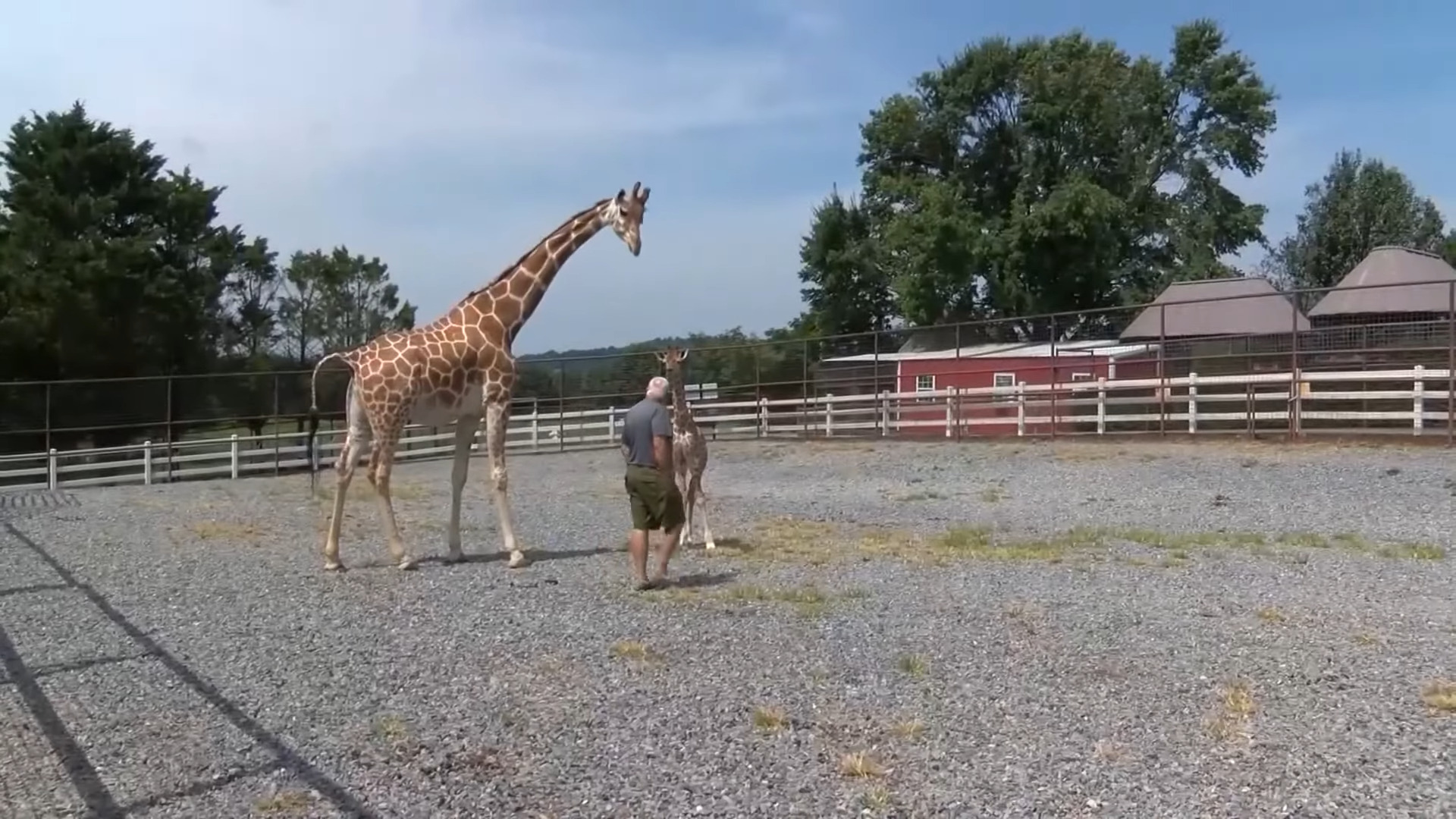 Unveiling the Enigmatic Arrival: A Spotless Wonder at Brights Zoo