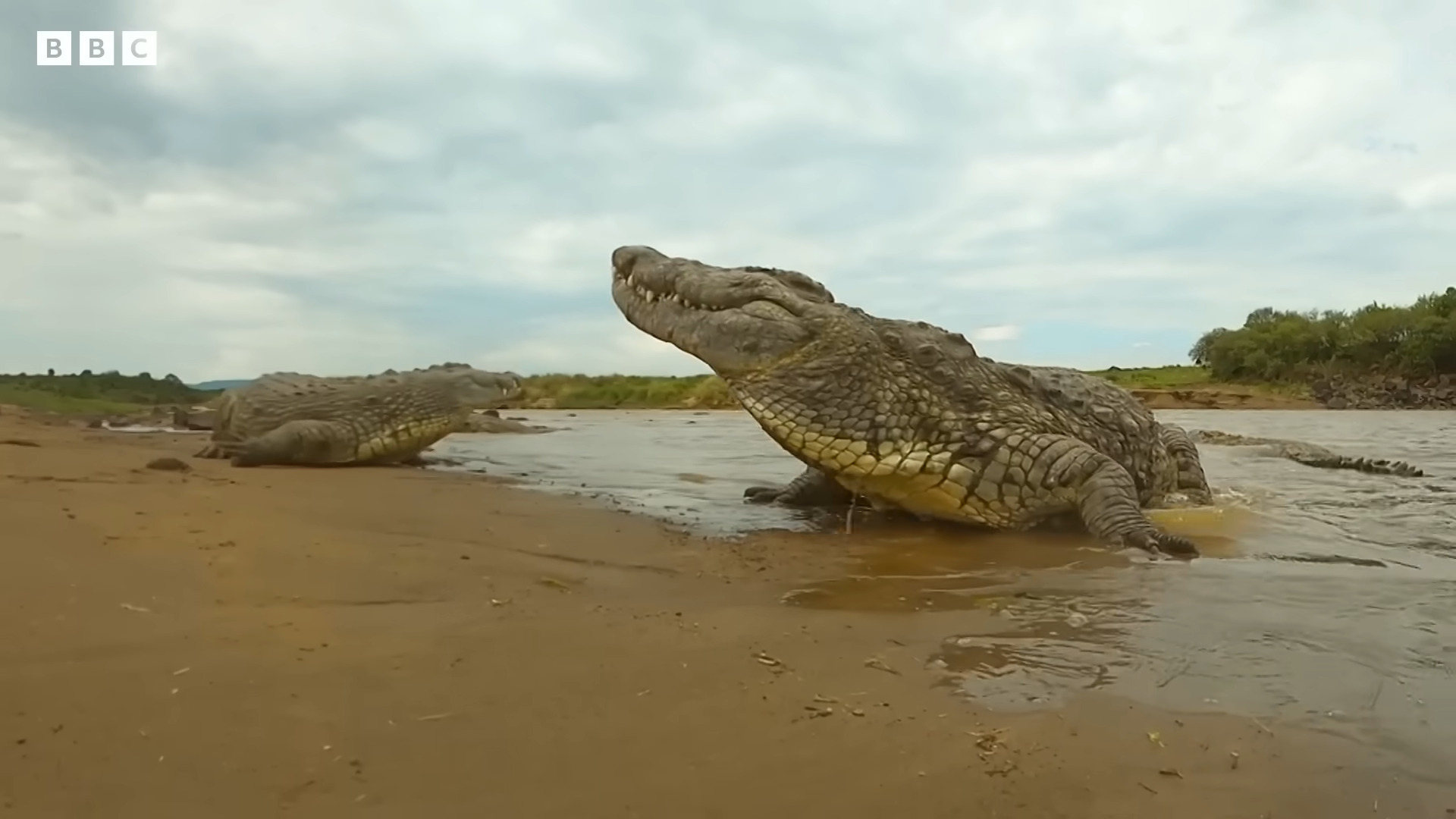 "Unleashed Chaos: Crocodiles on the Loose in China Amidst Typhoon Havoc"