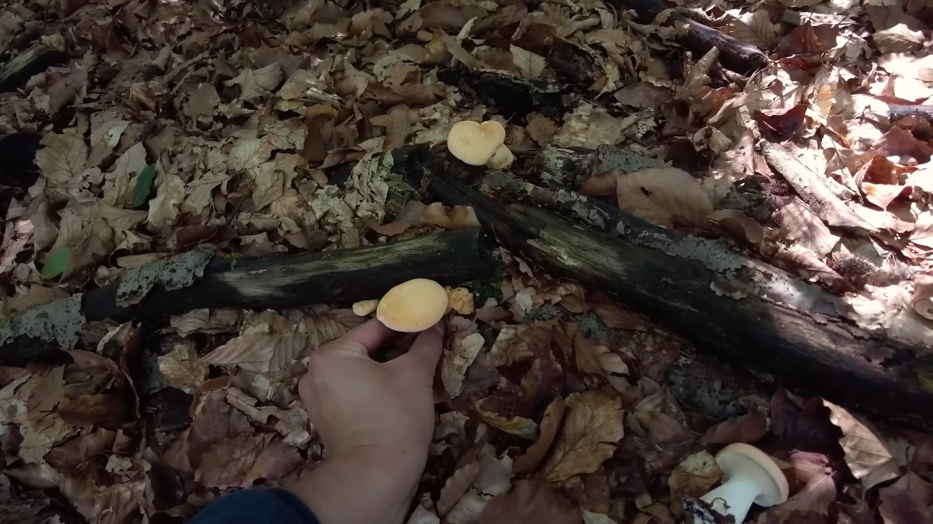 Unveiling the Fungus Delight: Exploring the World of Canned Mushrooms