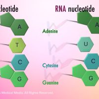 Exploring the Role of Nucleic Acid in the Global Liquid Helium Market: Trends and Forecasts for 2023-2029