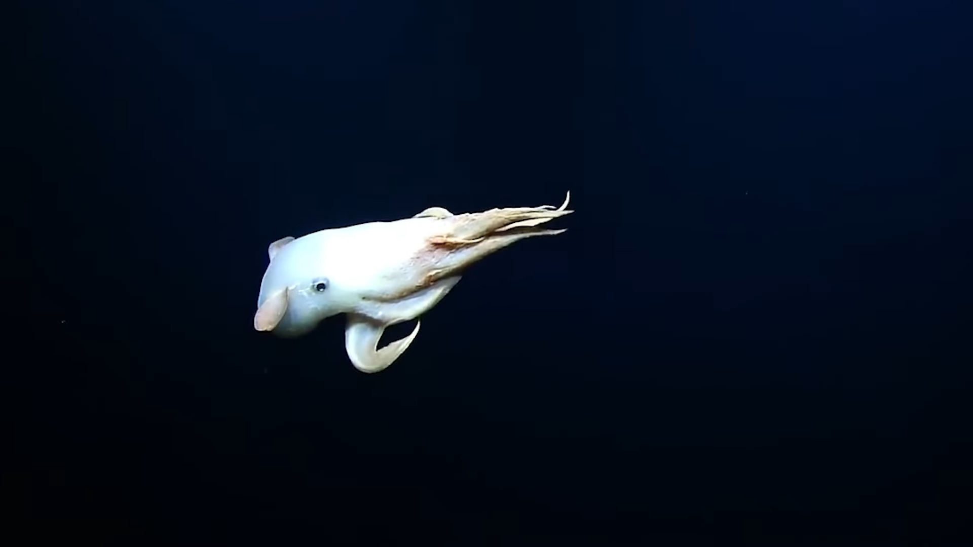 Captivating Encounter: Diving Deep to Witness the Enigmatic Dumbo Octopus