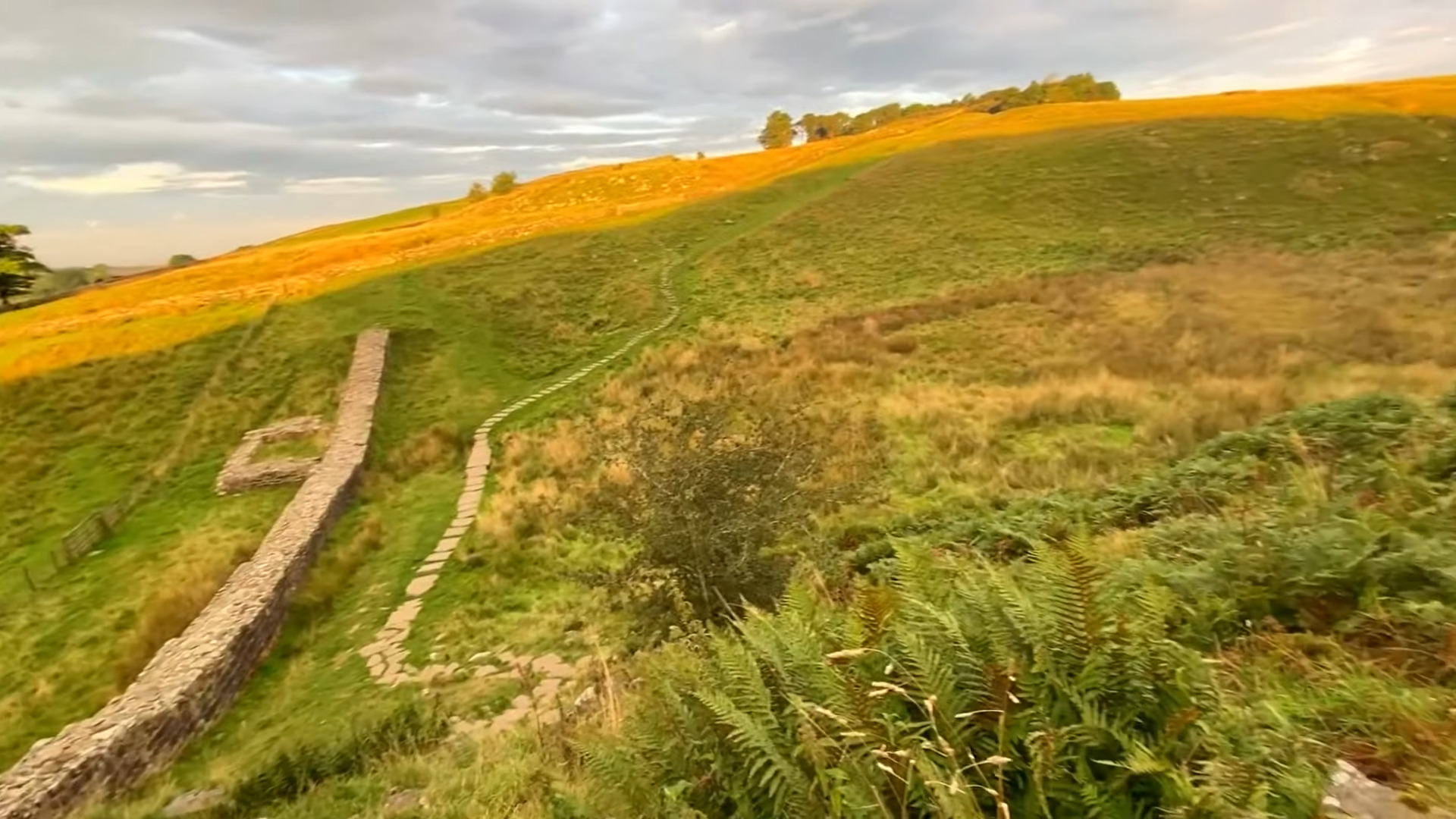 Sycamore Gap: Iconic Hadrian's Wall Tree Mysteriously Felled Overnight