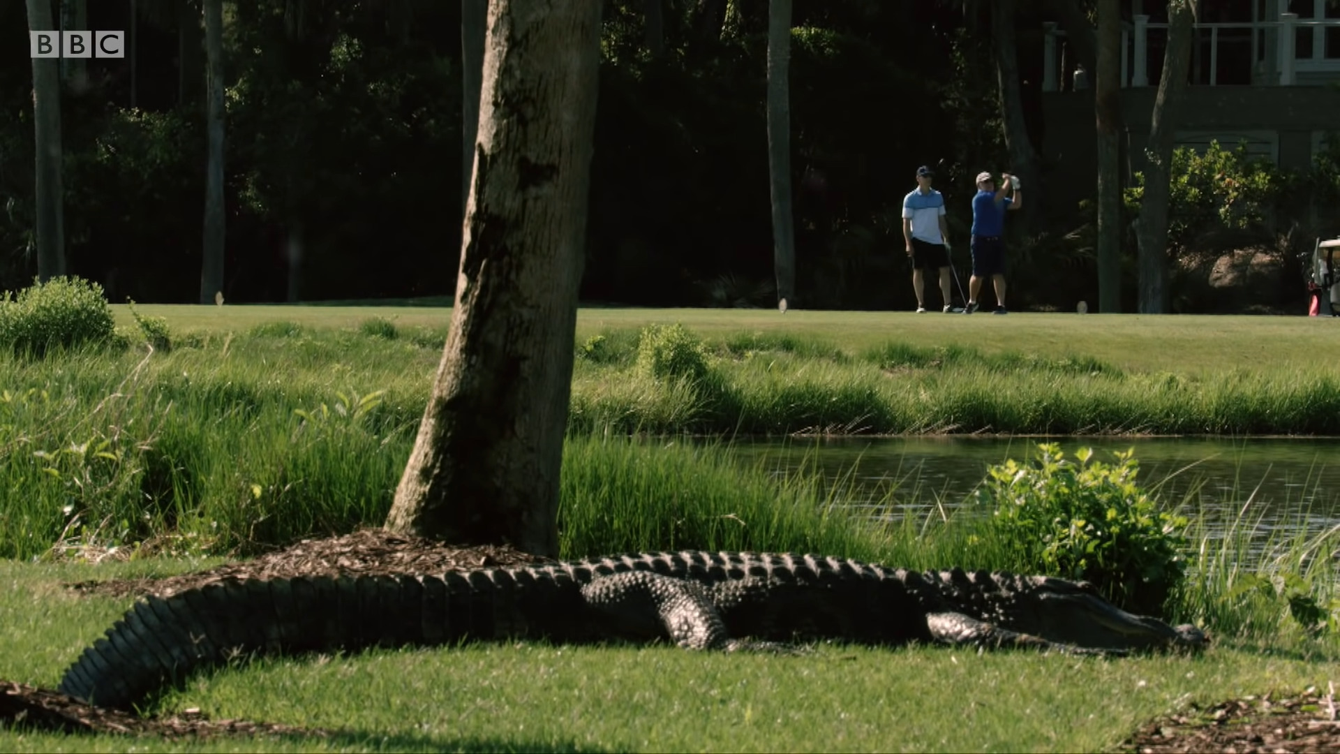 Exploring Florida's Lake Harris: Alligators and Their Unique Presence