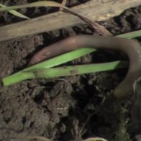 Earthworm Invasion: Transforming Canada's Boreal Forest Soil