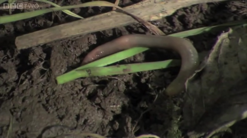 Earthworm Invasion: Transforming Canada's Boreal Forest Soil