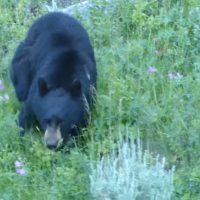 "Courageous Mexican Mother Protects Son as American Black Bear Seizes Birthday Feast"