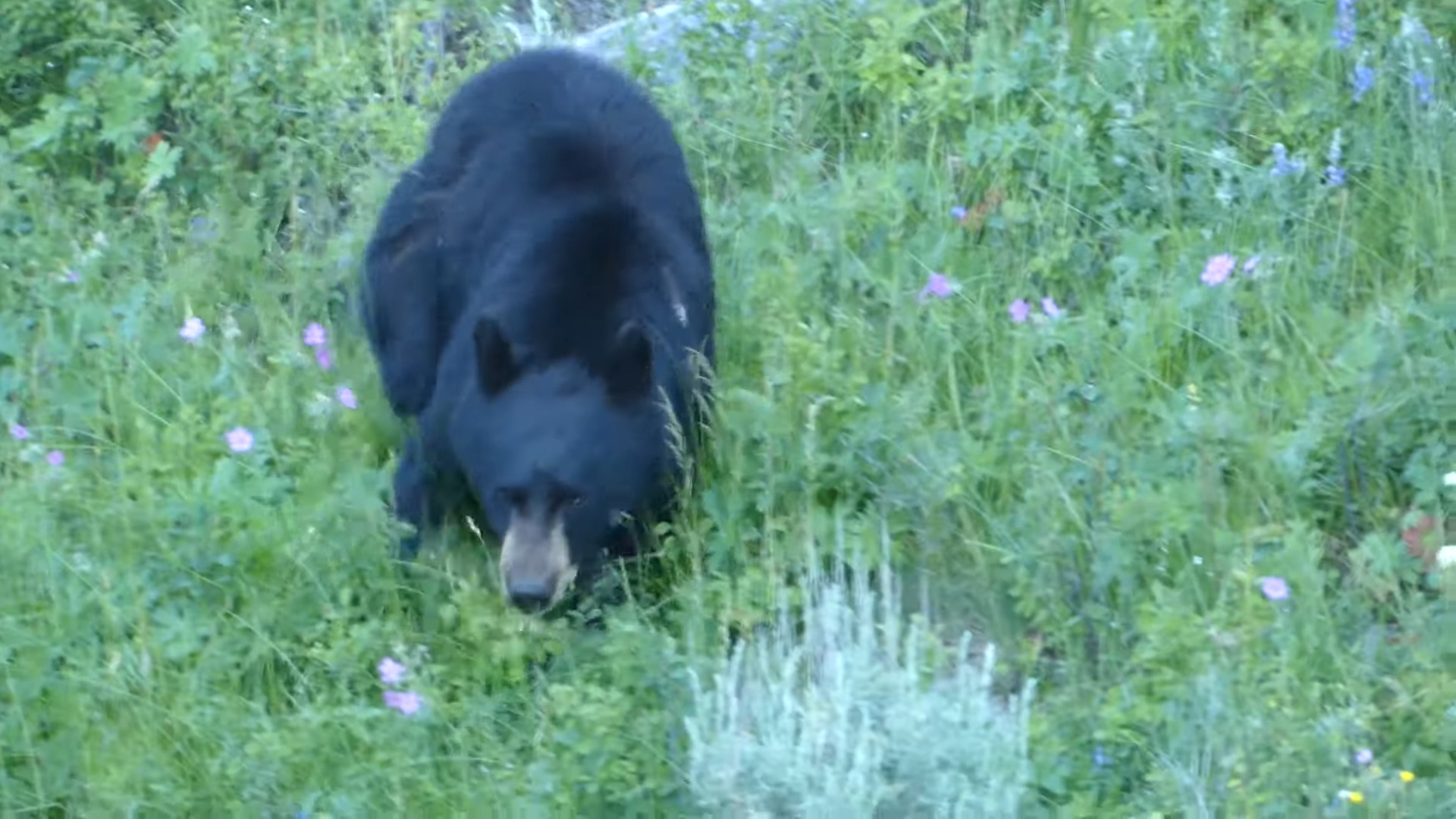 "Courageous Mexican Mother Protects Son as American Black Bear Seizes Birthday Feast"