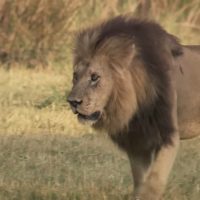 Lion's Deadly Ambush: Tragedy Strikes at Tohoku Safari Park in Japan