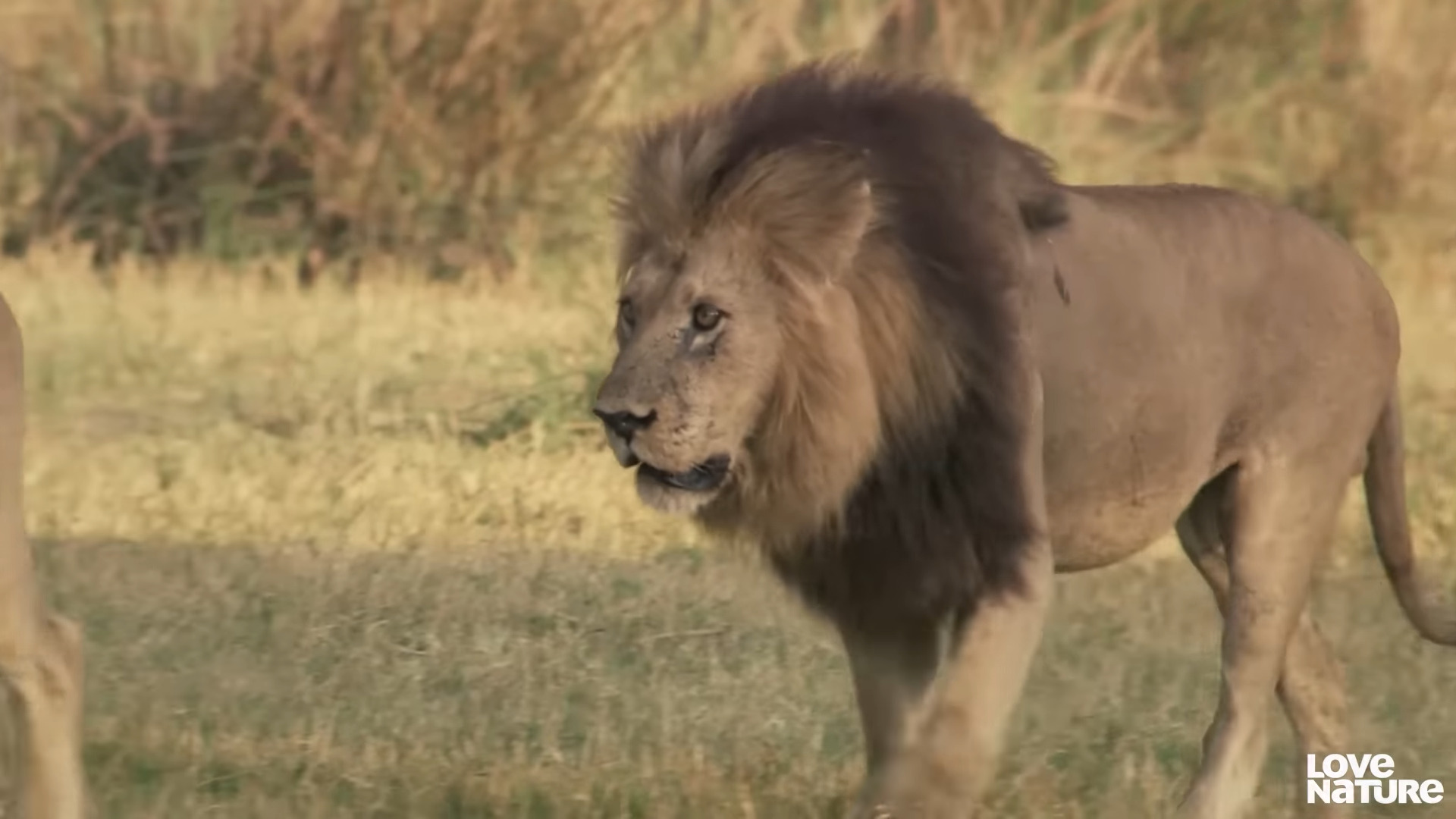 Lion's Deadly Ambush: Tragedy Strikes at Tohoku Safari Park in Japan