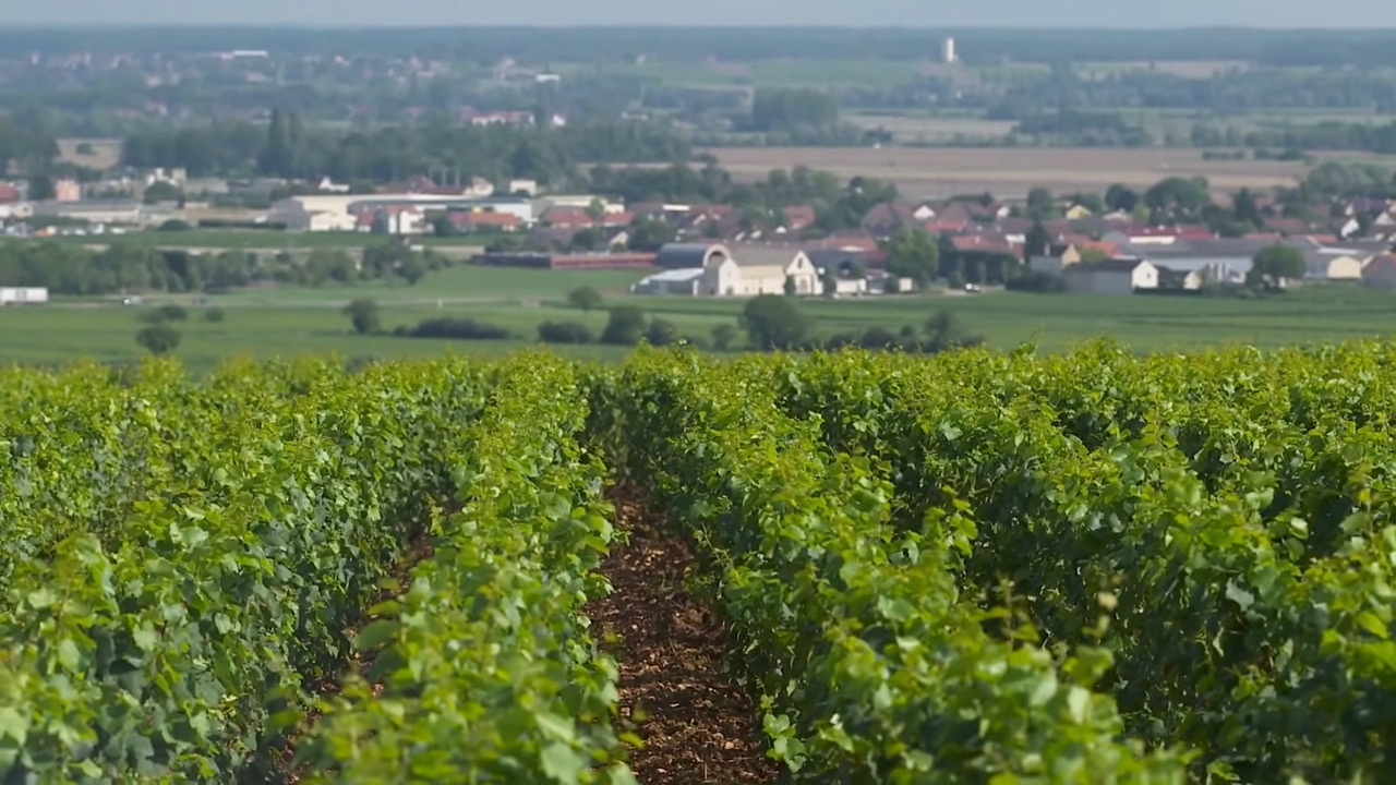 "From Down Under to Downpour: The Burgundy Wine Market Amidst Australia's Wine Glut"