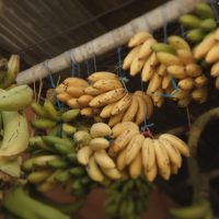 The Banana Apocalypse: Fungus Threatens Our Beloved Yellow Delight