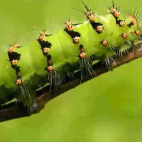 Unraveling the Mystery of Caterpillars' Chubby 'Prolegs'