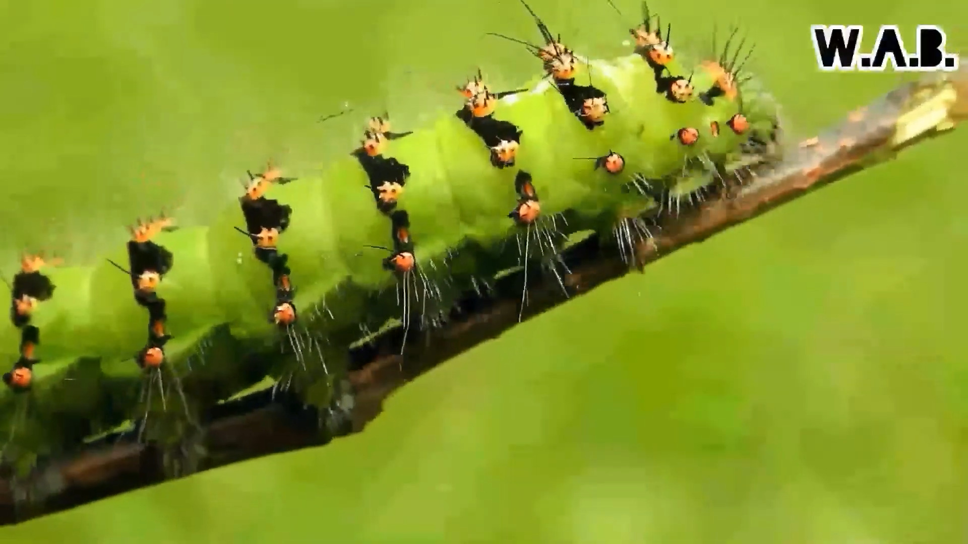 Unraveling the Mystery of Caterpillars' Chubby 'Prolegs'