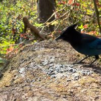 "Feathered Friends Unite: Join the 2023 Aussie Bird Count!"