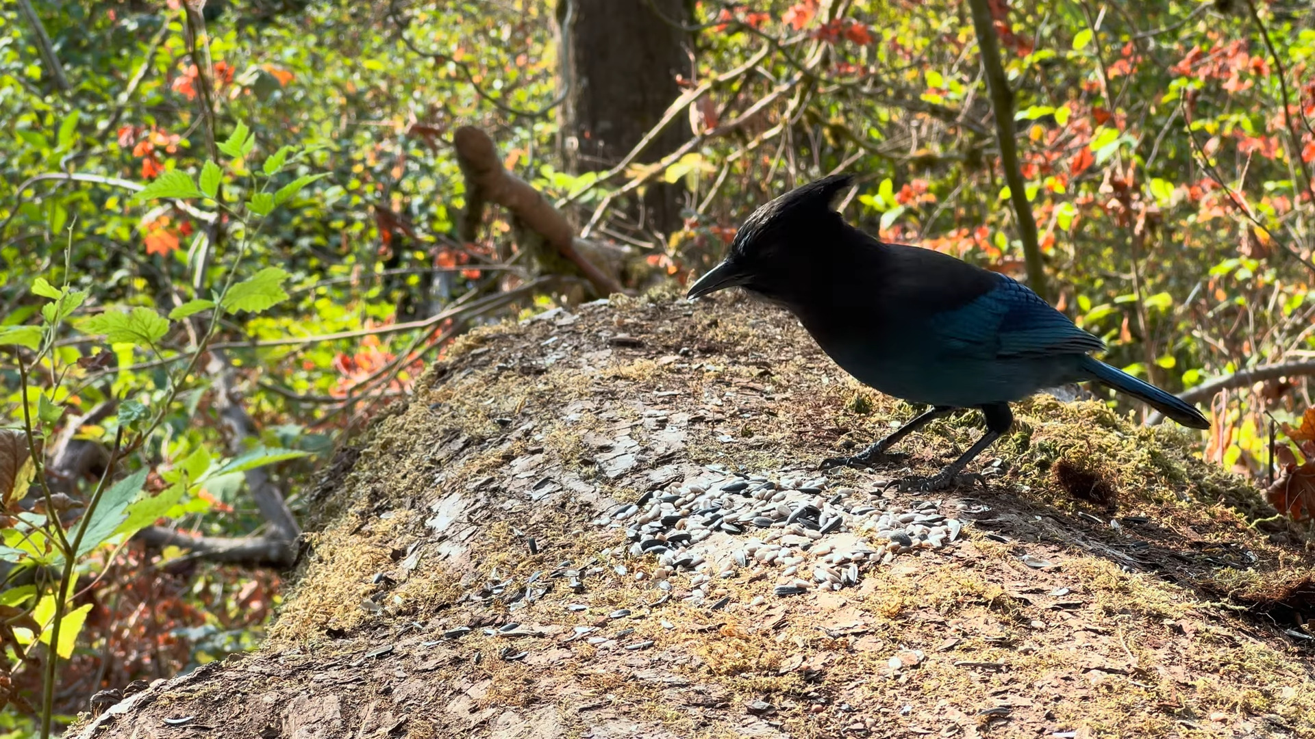 "Feathered Friends Unite: Join the 2023 Aussie Bird Count!"