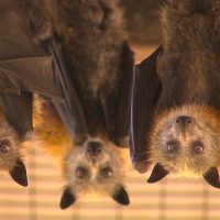 Unraveling Evolution: Bats and the Enigmatic Journey of Toothy Tales