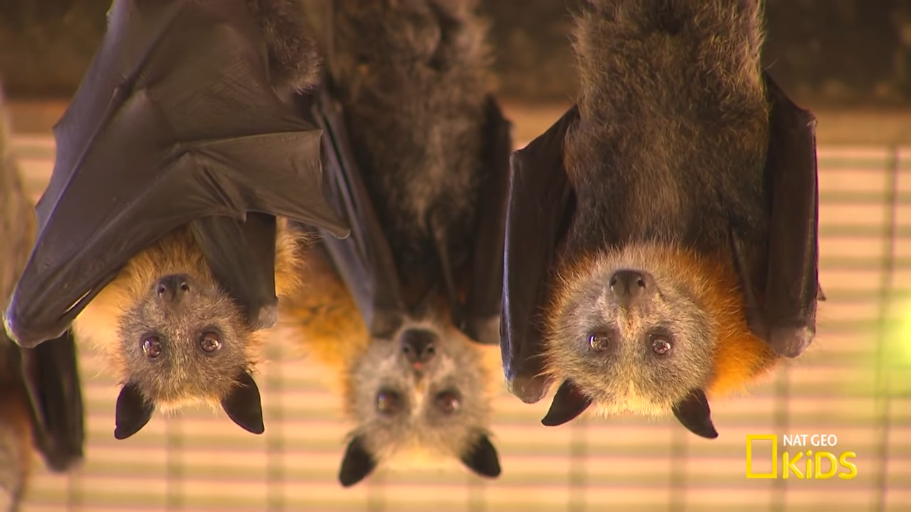 Unraveling Evolution: Bats and the Enigmatic Journey of Toothy Tales