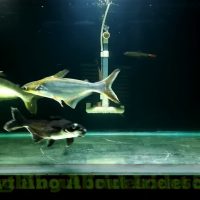 "Shark Catfishes" Unveiled: Unlicensed Patin Restaurant Under Scrutiny