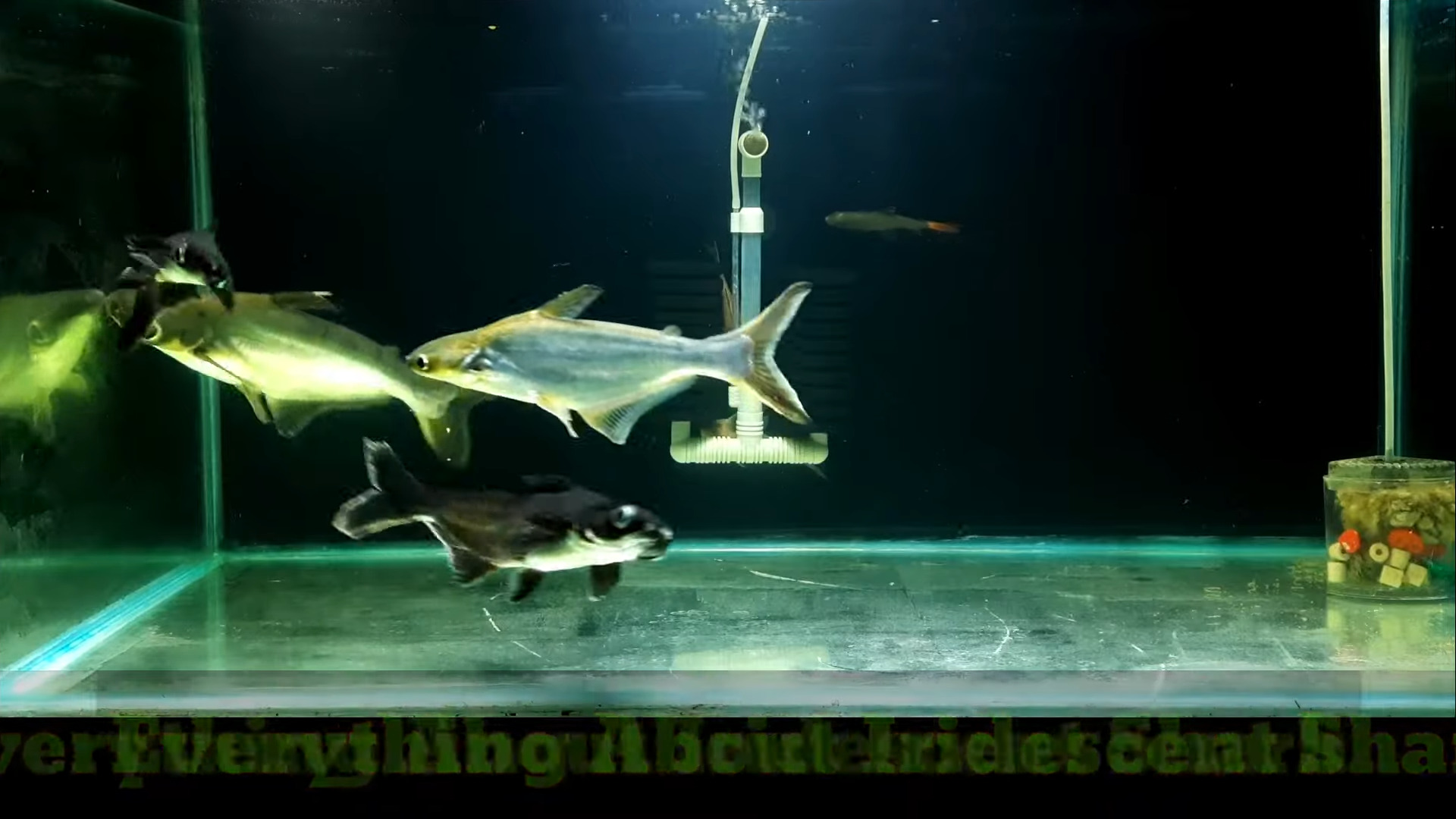 "Shark Catfishes" Unveiled: Unlicensed Patin Restaurant Under Scrutiny