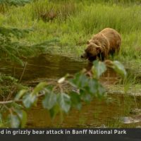 "Tragic Incident Unfolds in Banff National Park: Grizzly Bear Claims Lives of Beloved Couple"