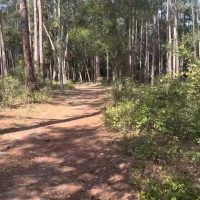 Lake Louisa State Park – Eerie Evening Expedition on October 21st!