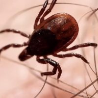 Unprecedented Fatality in Maryland: Powassan Virus Claims Its First Victim