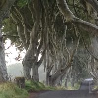 "The Dark Hedge Dilemma: Iconic Game of Thrones Trees in Peril"