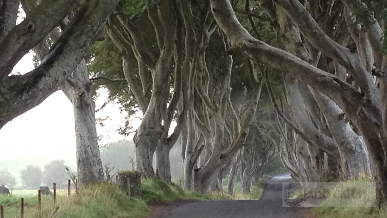 "The Dark Hedge Dilemma: Iconic Game of Thrones Trees in Peril"