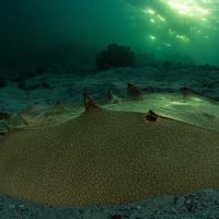 Wildlife Photographer of the Year: Horseshoe crab's golden triumph