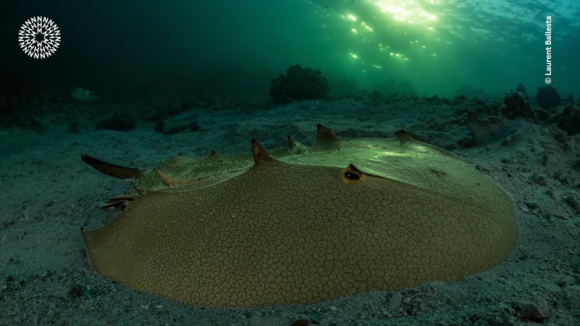 Wildlife Photographer of the Year: Horseshoe crab's golden triumph