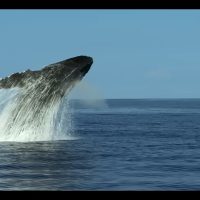 "Whale Encounters: Numerous Reminders and Penalties Enforced"