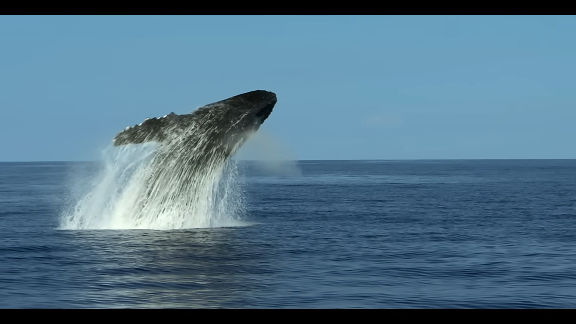 "Whale Encounters: Numerous Reminders and Penalties Enforced"