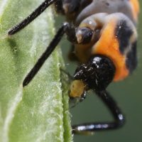 "Ladybugs or 'Halloween Beetles'? Understanding the Invasion of Asian Lady Beetles"