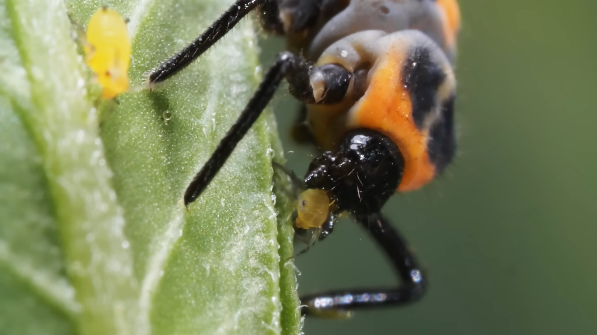 "Ladybugs Or 'Halloween Beetles'? Understanding The Invasion Of Asian ...