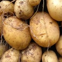 Potatoes on the Move: Govt's Plan to Tackle Spud Surge