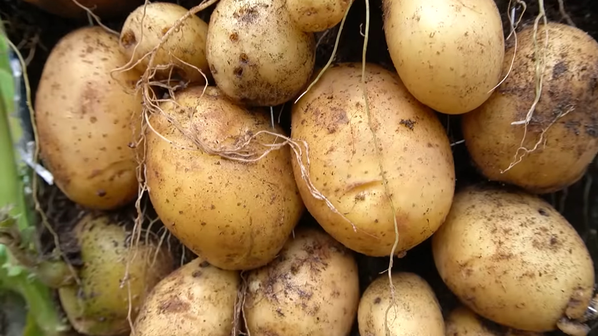 Potatoes on the Move: Govt's Plan to Tackle Spud Surge