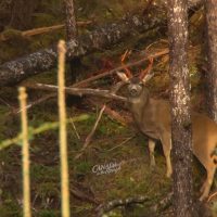 "Bagging the Bounty: Unleashing the Thrill of Big Game Hunting in NY's Fall Wilderness"