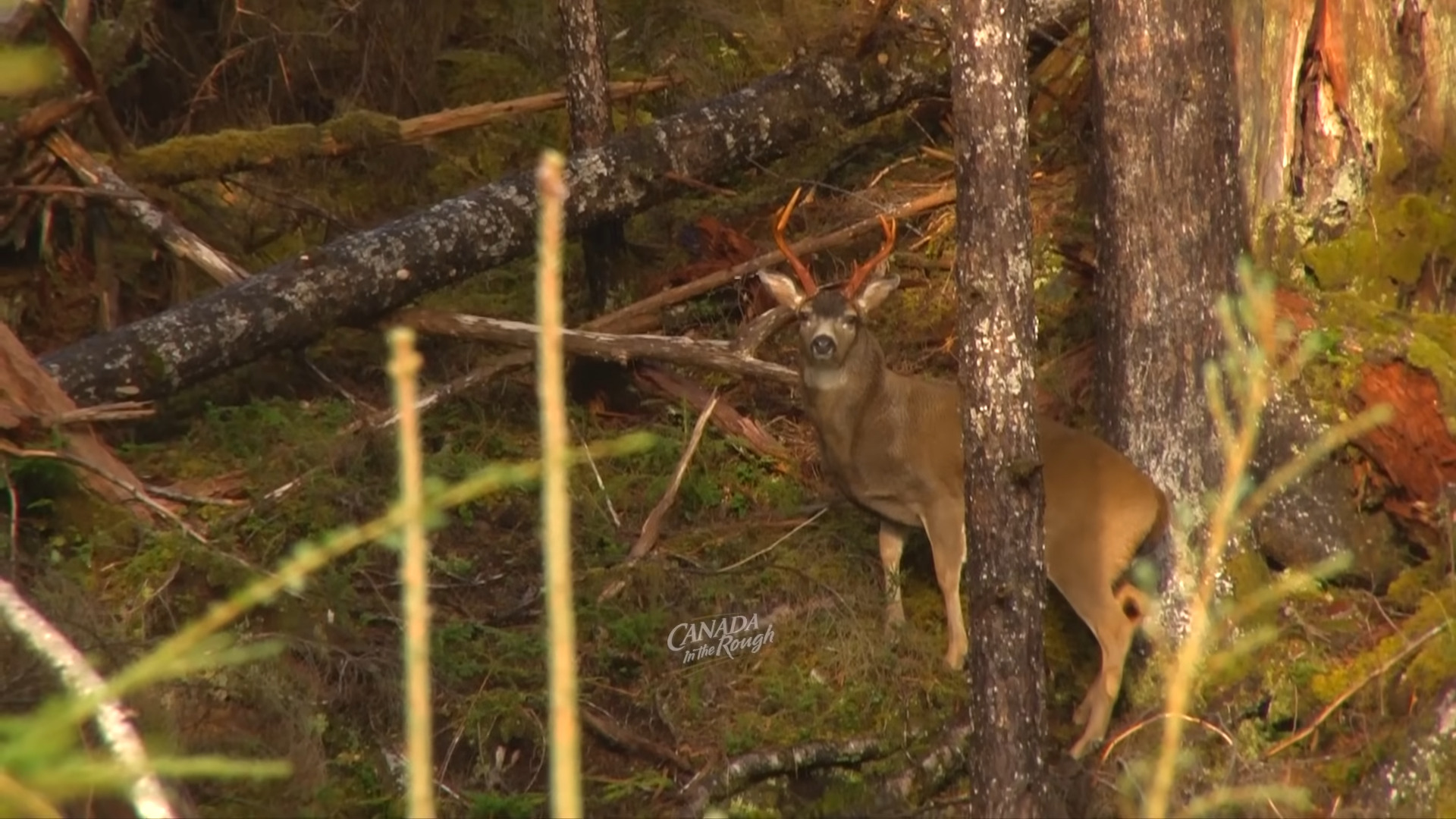 "Bagging the Bounty: Unleashing the Thrill of Big Game Hunting in NY's Fall Wilderness"