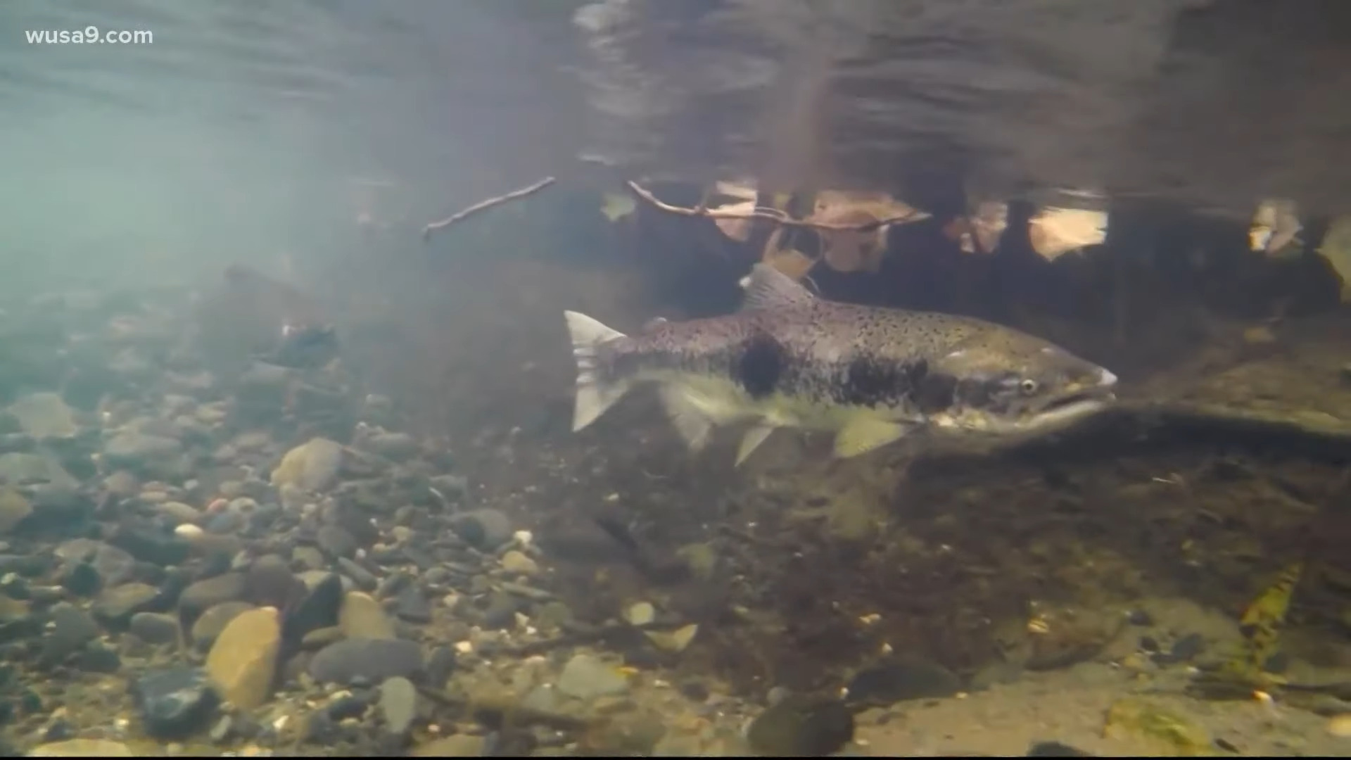 "Trouble in Paradise: Salmon's Silent Battle Against Toxic Tire Chemicals"