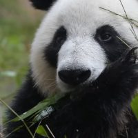 Farewell Fluffiness: Smithsonian's Panda Party Comes to a Close