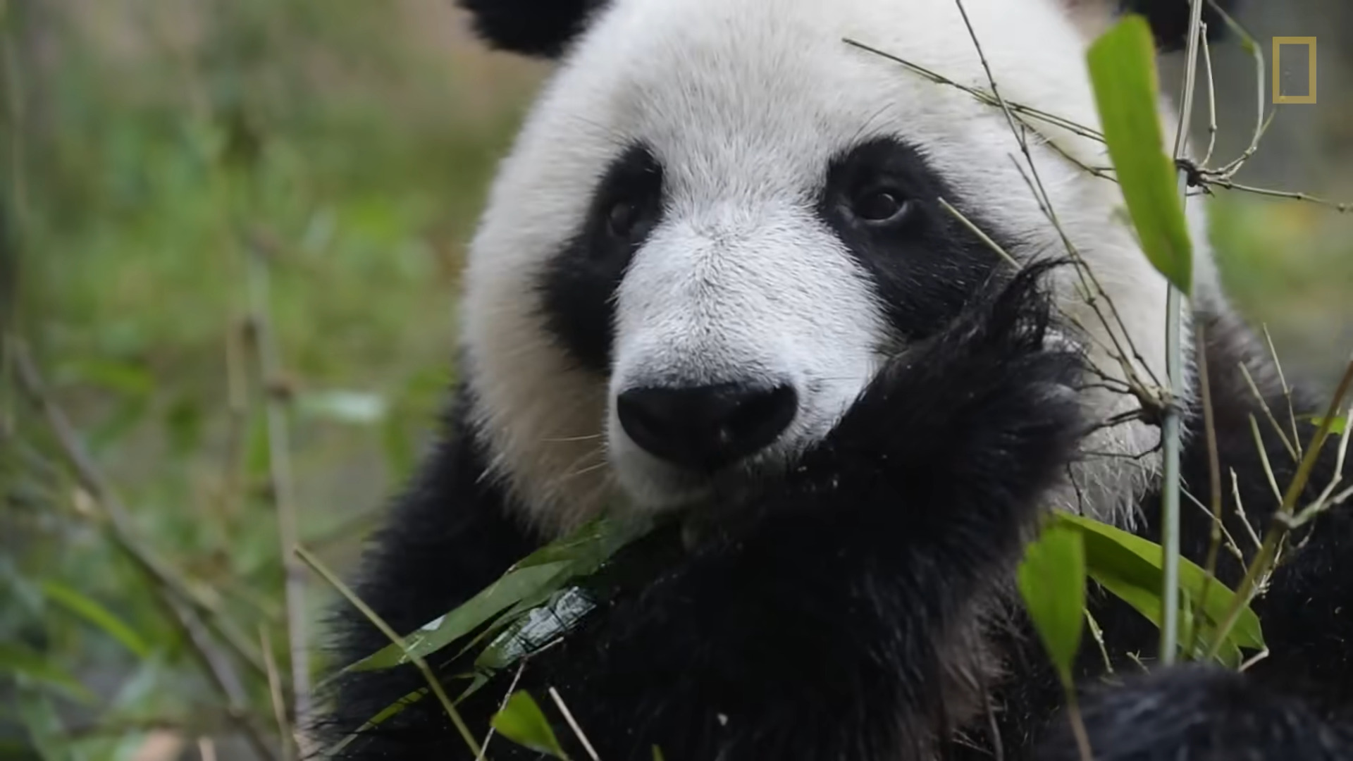 Farewell Fluffiness: Smithsonian's Panda Party Comes to a Close