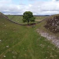 "Sycamore Saga Unfolds: Two More Detained in Connection with Sycamore Gap Tree Incident"